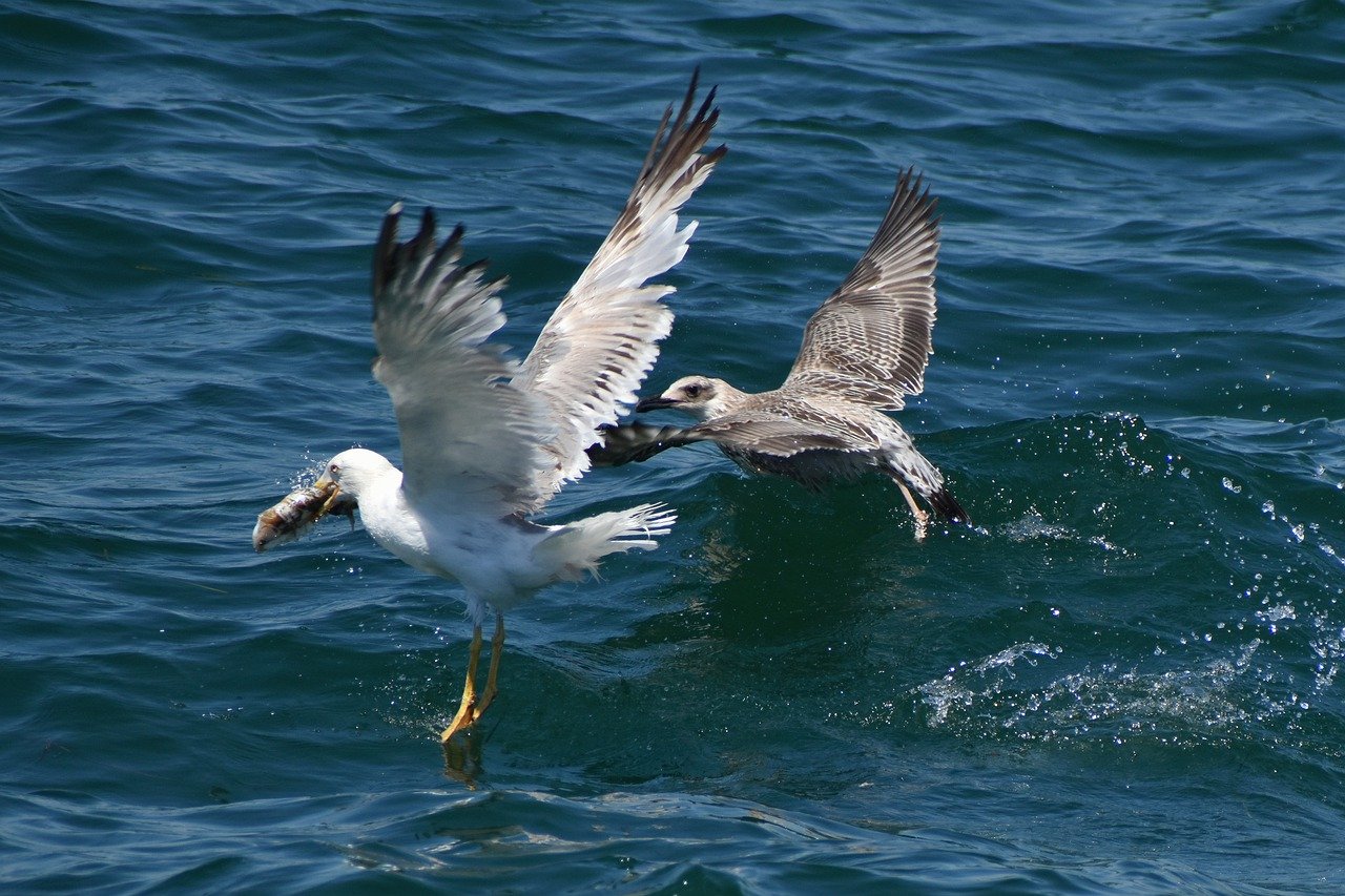 seagulls, birds, wings